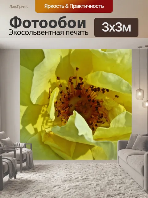 Фотообои желтая роза крупным планом