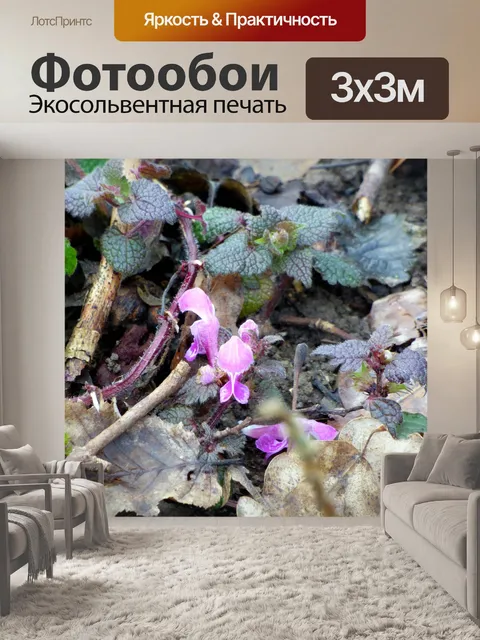 Фотообои Цветы