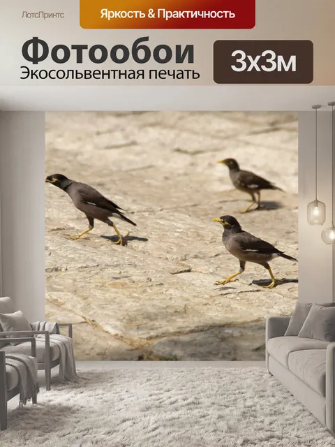 Фотообои Три ходячих индийских майны