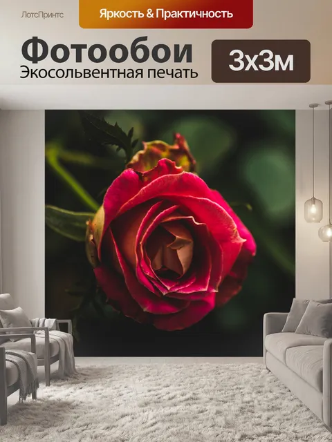 Фотообои Роза