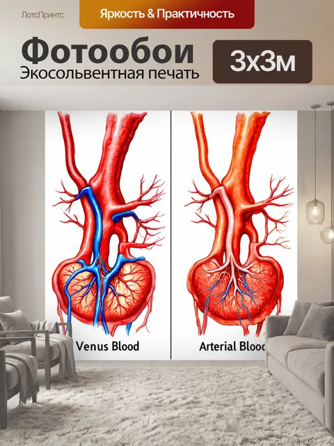 Фотообои рисунок об различиях между венозной и артериальной кровью