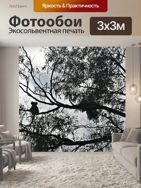 Фотообои Коала