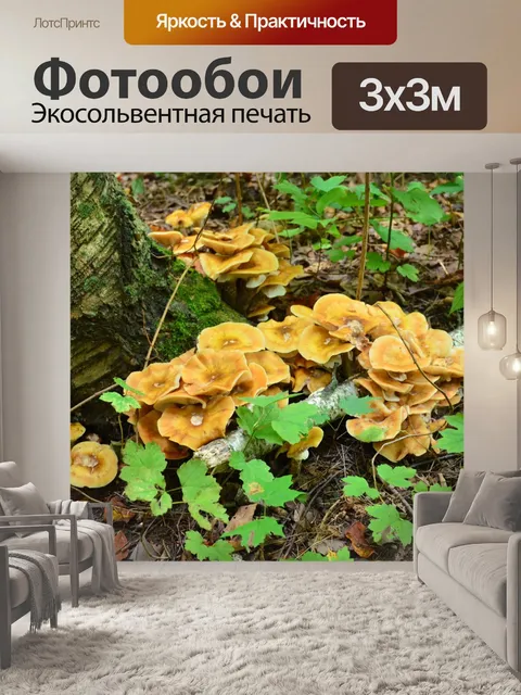Фотообои Грибы