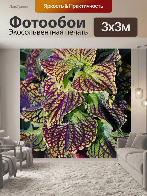 Фотообои Завод Maroon и Green Coleus