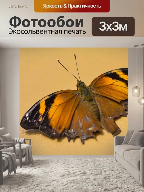Фотообои Бабочка