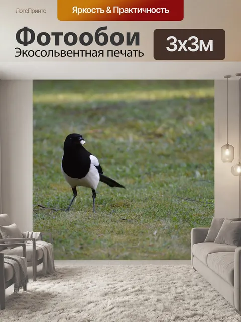 Фотообои Сорока