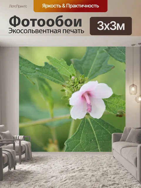 Фотообои розовый цветок