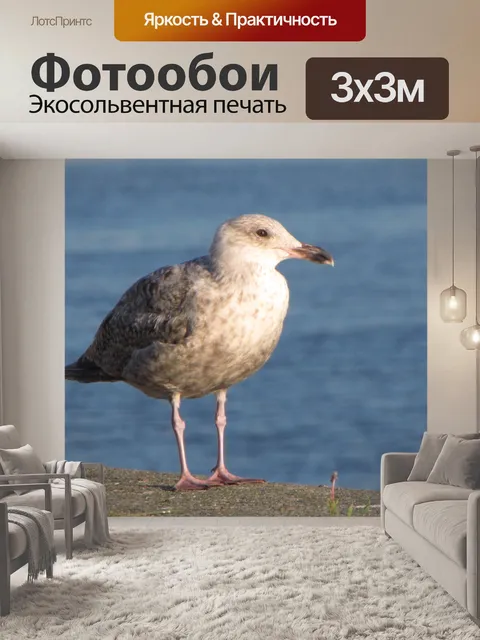 Фотообои Чайка