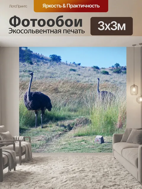 Фотообои серая самка страуса приближается