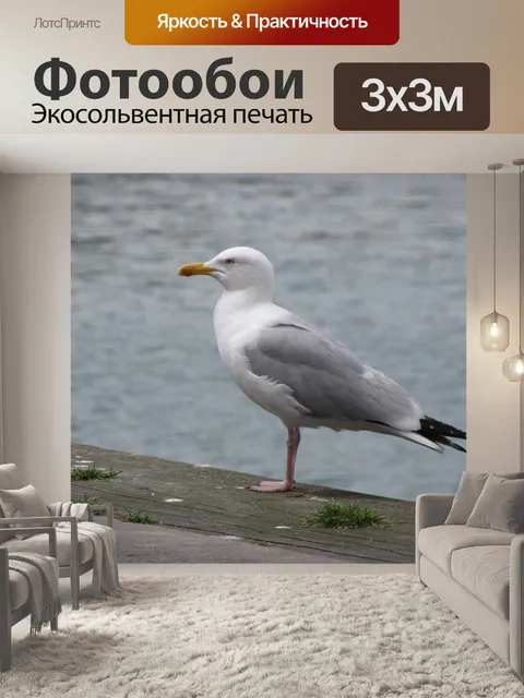 Фотообои Чайка 2