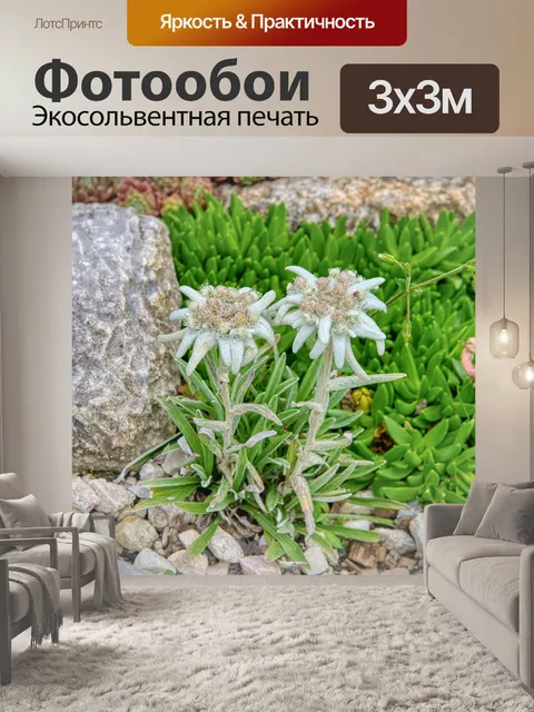 Фотообои Цветы