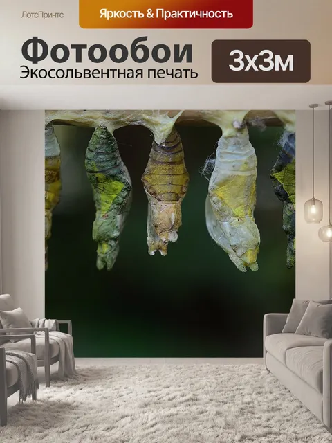 Фотообои Коконы