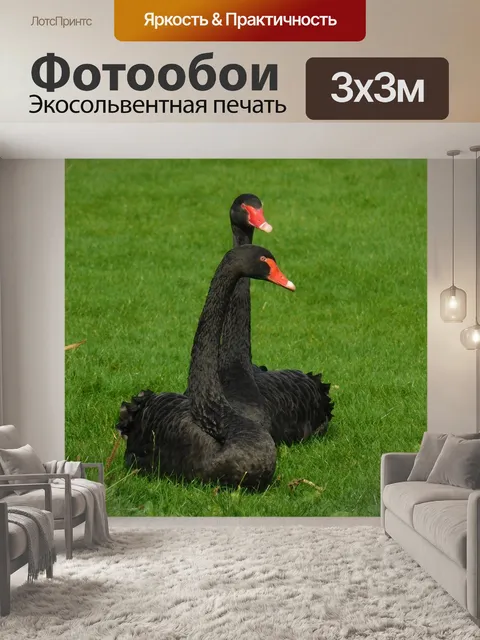 Фотообои Черные лебеди
