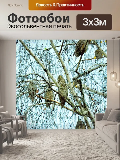 Фотообои Сова