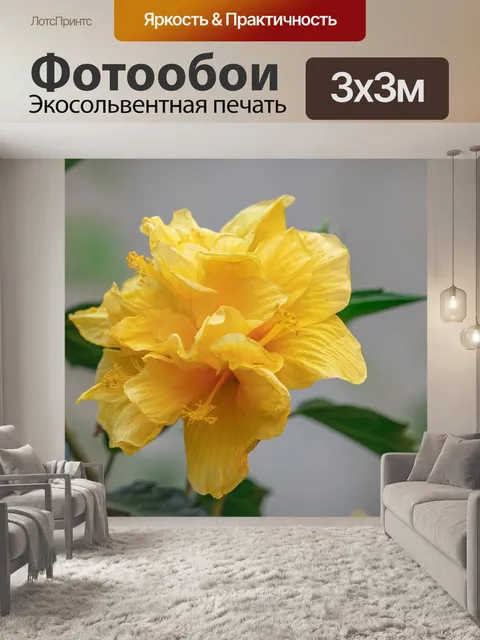 Фотообои Цветок орхидеи