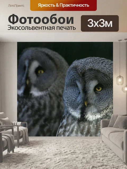 Фотообои Совы