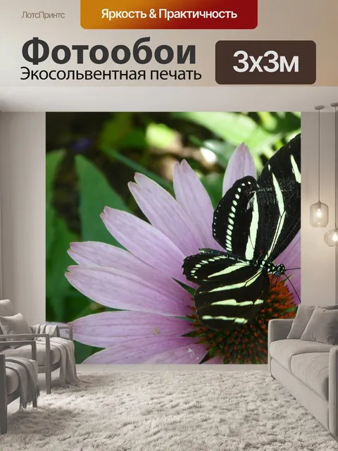 Фотообои Zebra-бабочка