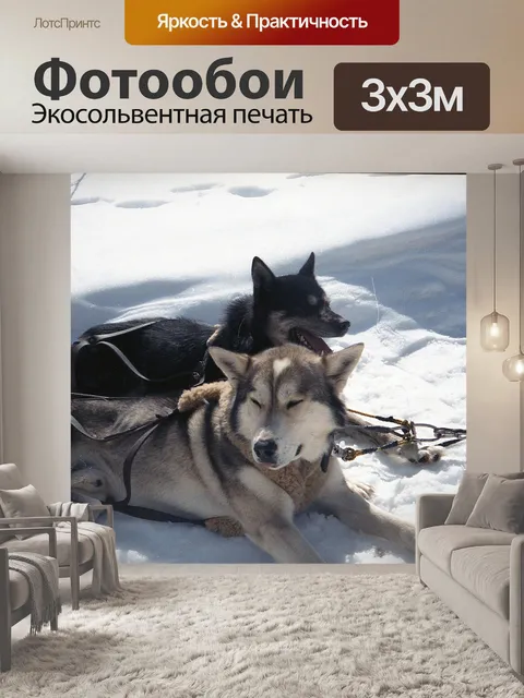 Фотообои Хаски