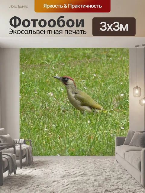 Фотообои Дятел