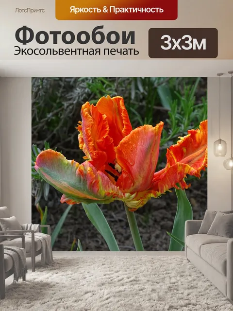 Фотообои Тюльпан