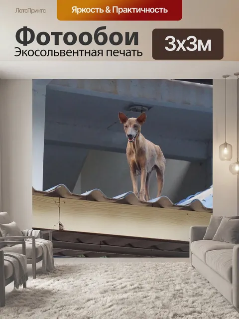 Фотообои Собака