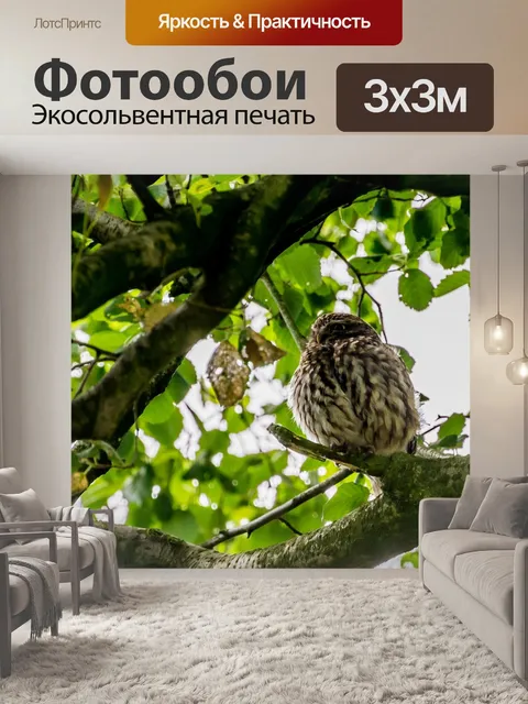 Фотообои Совы
