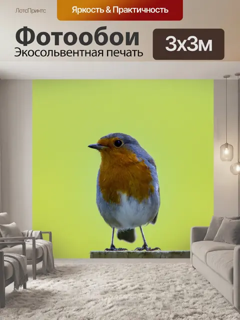 Фотообои Робин Эритакус рубекула