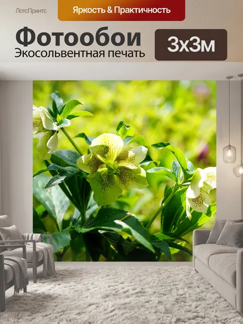 Фотообои Цветок