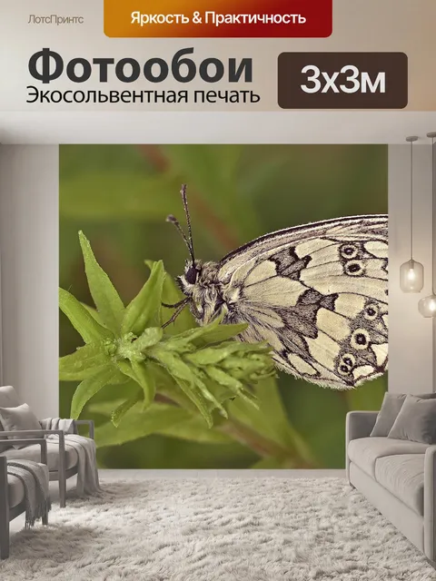 Фотообои Бабочка