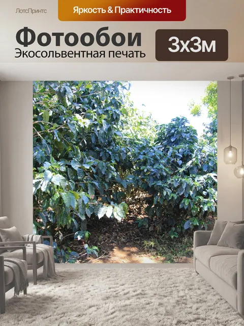 Фотообои Кофейные растения