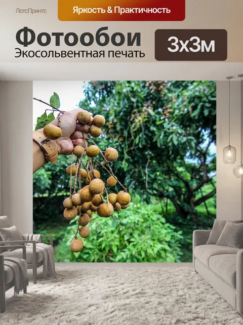 Фотообои Лонган