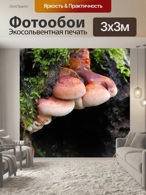 Фотообои Гриб