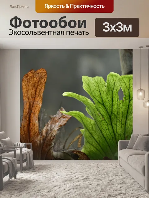 Фотообои Листья папоротника