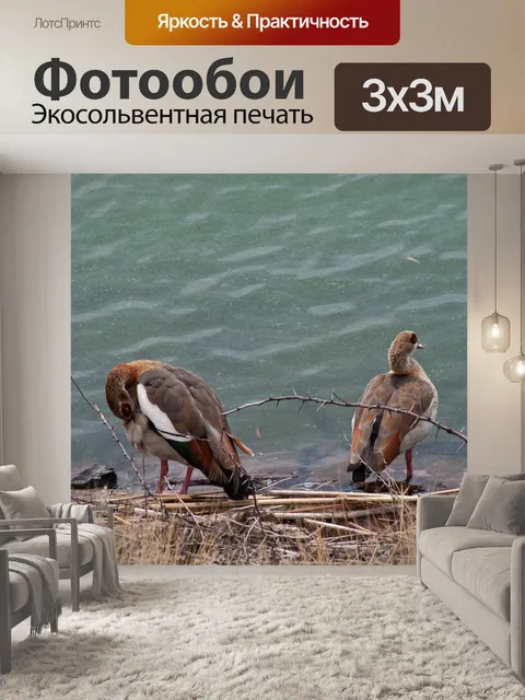 Фотообои египетский гусь чистит перья