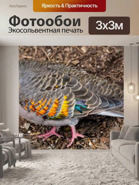 Фотообои Pigeon красочный
