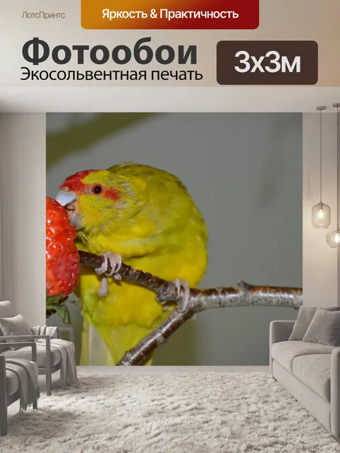 Фотообои Попугай