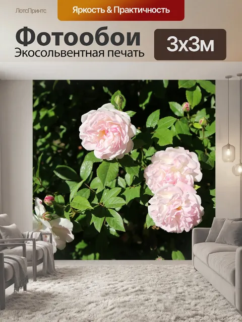 Фотообои Роуз