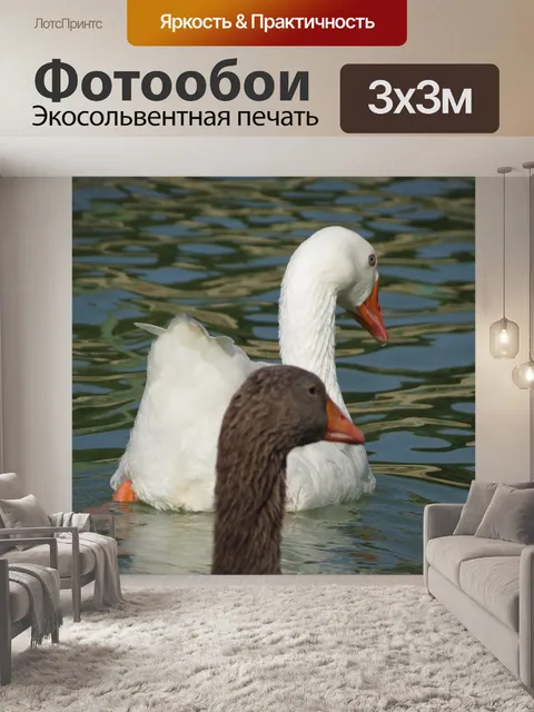 Фотообои Гуси