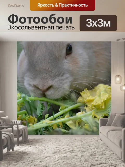 Фотообои Кролик