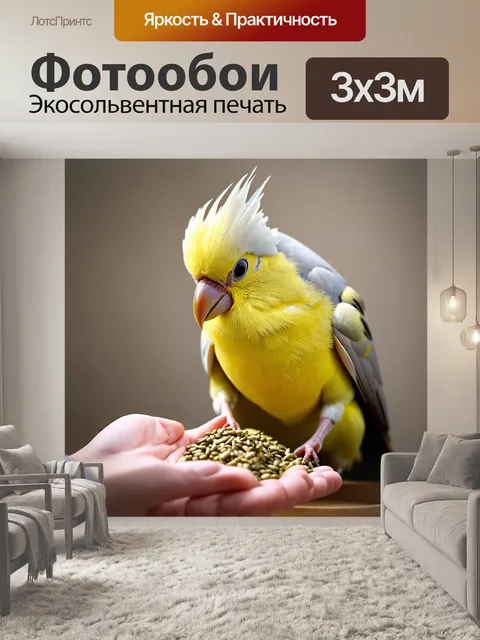 Фотообои интимный натюрморт, на котором изображено кормление кореллы семенами из рук хозяина