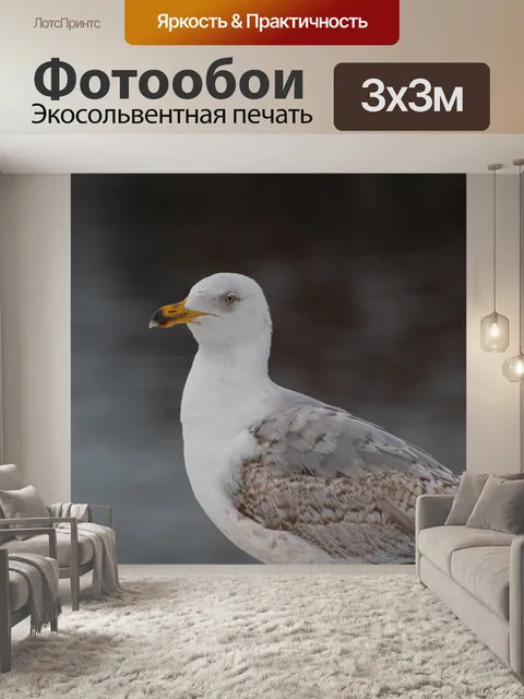 Фотообои Чайка, птица, морская птица