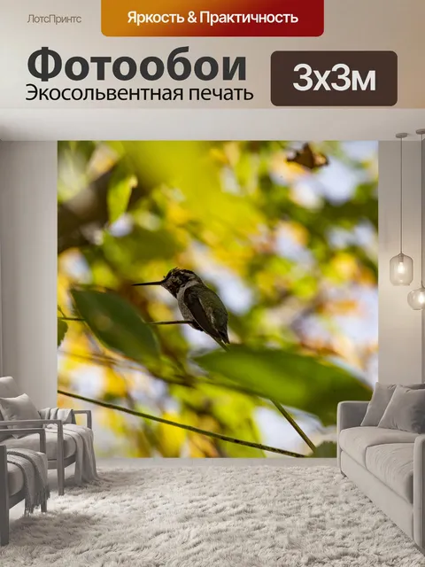 Фотообои Молодой колибри сидел