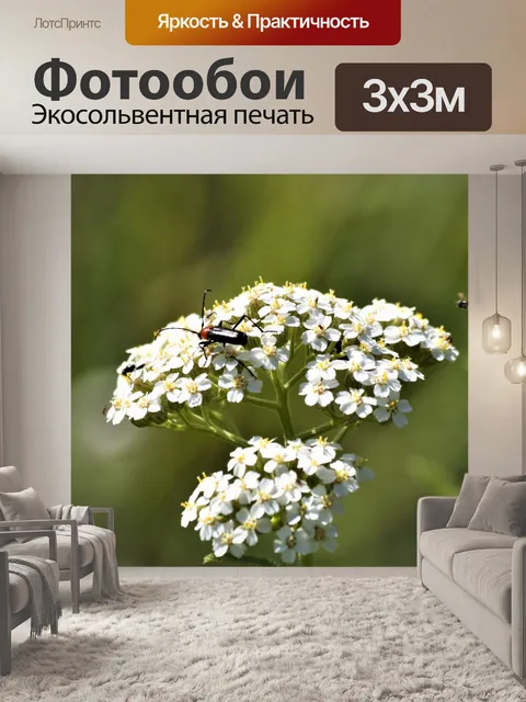 Фотообои Белый тысячелистник полевые цветы и жуки