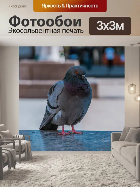 Фотообои Голубь