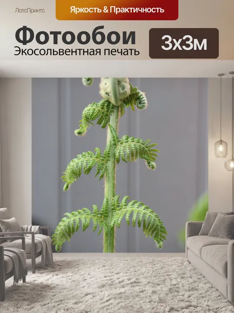 Фотообои Папоротник ветвь
