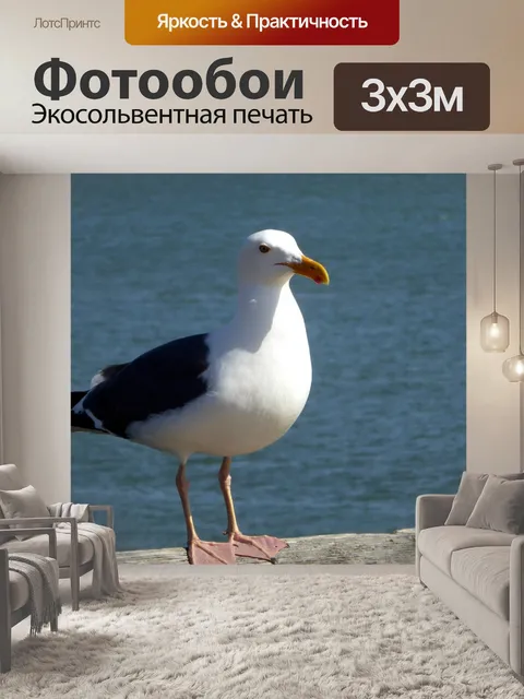 Фотообои Чайка