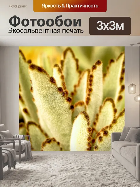 Фотообои Кактус пустынное растение