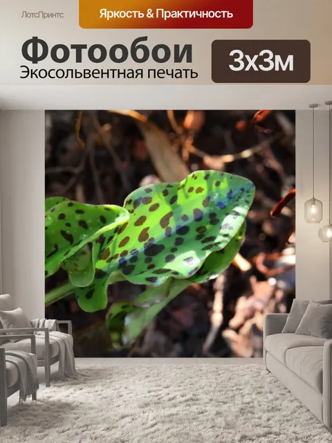 Фотообои пятнистые листья леопардовой лилии