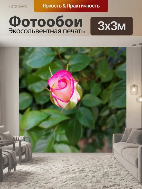 Фотообои Роза