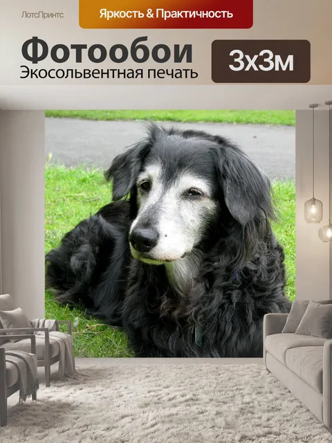 Фотообои Старшая собака